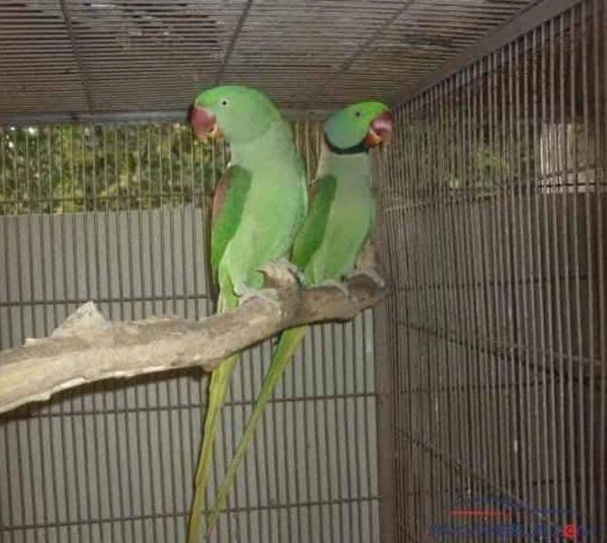 very healthy and active beautiful pair 0