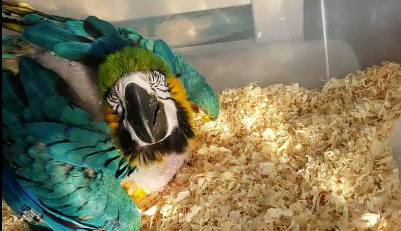 BLUEGOLD MACAW BABYS,IMPORTED FROM CANADA,WITH DOCUMENTS,WITH DELIVERY 0