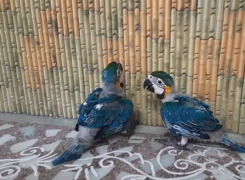 BLUEGOLD MACAW BABYS,IMPORTED FROM CANADA,WITH DOCUMENTS,WITH DELIVERY 1