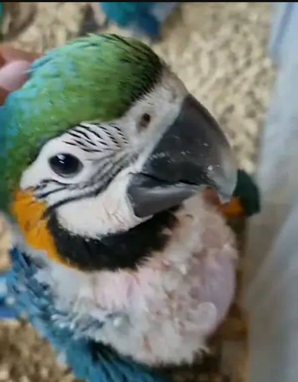 BLUEGOLD MACAW BABYS,IMPORTED FROM CANADA,WITH DOCUMENTS,WITH DELIVERY 2