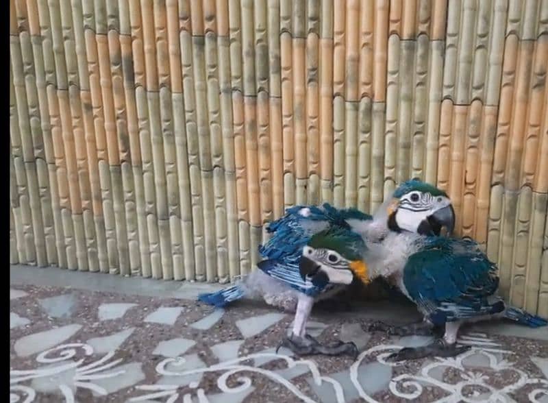 BLUEGOLD MACAW BABYS,IMPORTED FROM CANADA,WITH DOCUMENTS,WITH DELIVERY 4