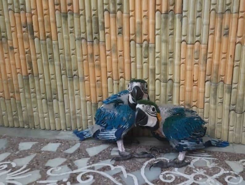 BLUEGOLD MACAW BABYS,IMPORTED FROM CANADA,WITH DOCUMENTS,WITH DELIVERY 5