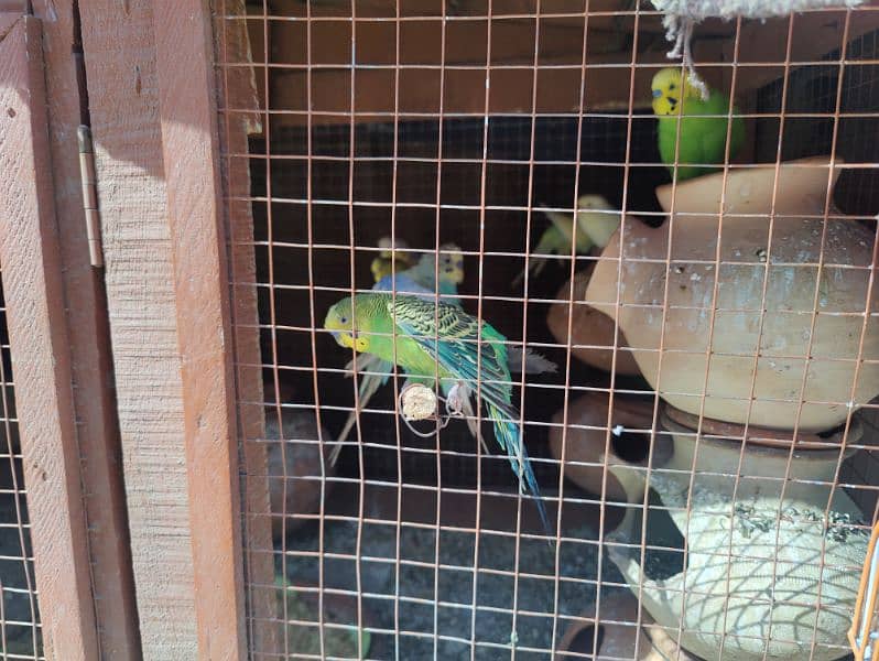 budgie parrots / Australian parrots 1