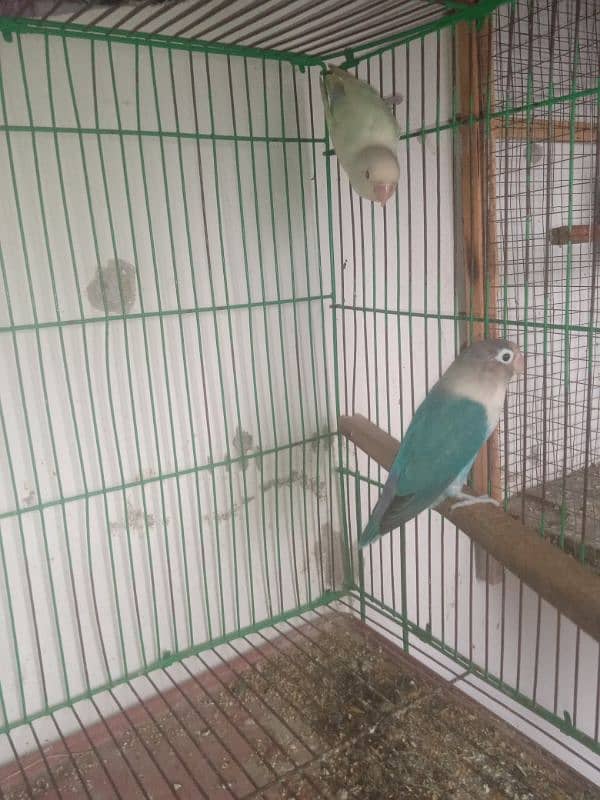 Love bird breeder pair cremino into albino 5