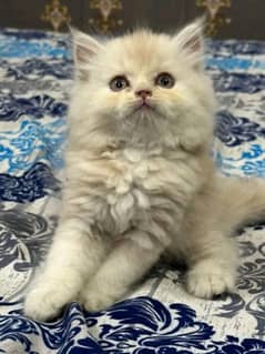 PERSIAN KITTEN FOR SALE ONLY CONTACT WHATUP NUMBER 03201711036