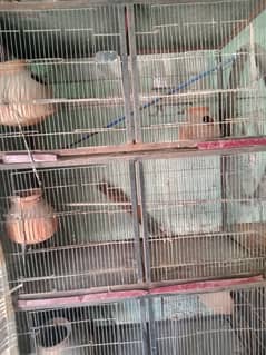 Parrot cages