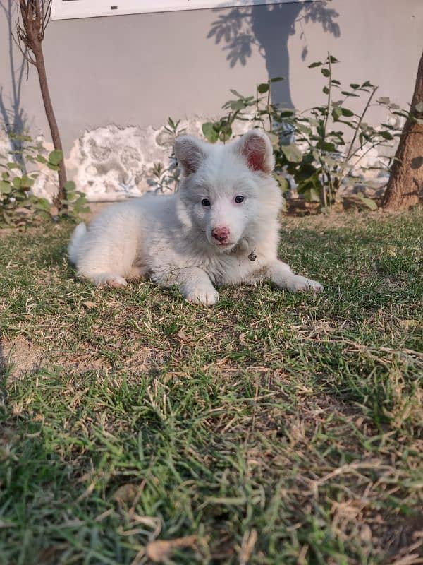 Russian female pup top quality 3