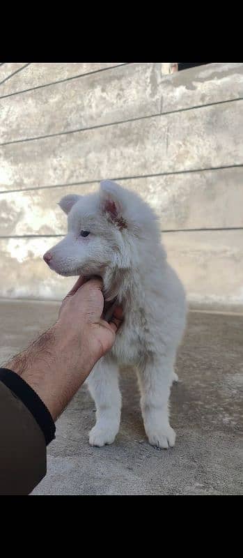 Russian female pup top quality 6