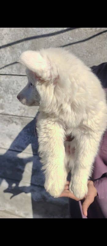 Russian female pup top quality 7