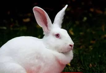 Albino rabbits 0