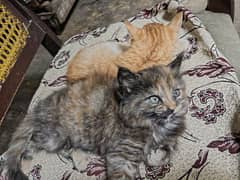 Persian Kittens