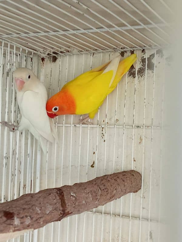 albino/litino & Blue fisheri breeder pairs 0