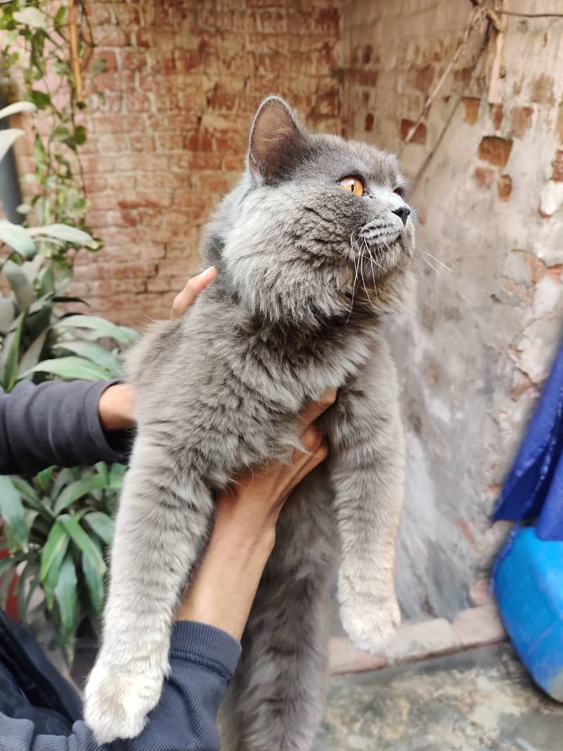 Male Persian Double Coated 2