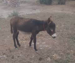 Donkey for sale