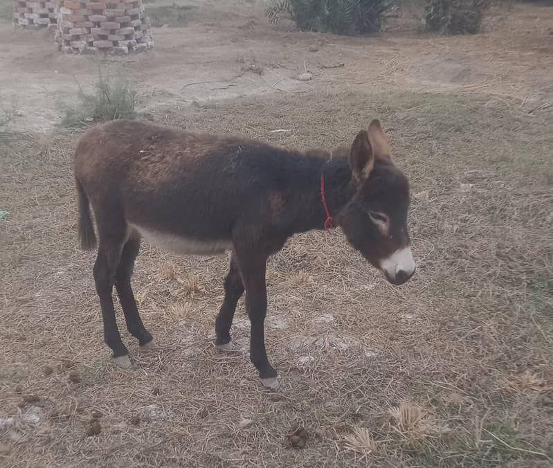 Donkey for sale 0