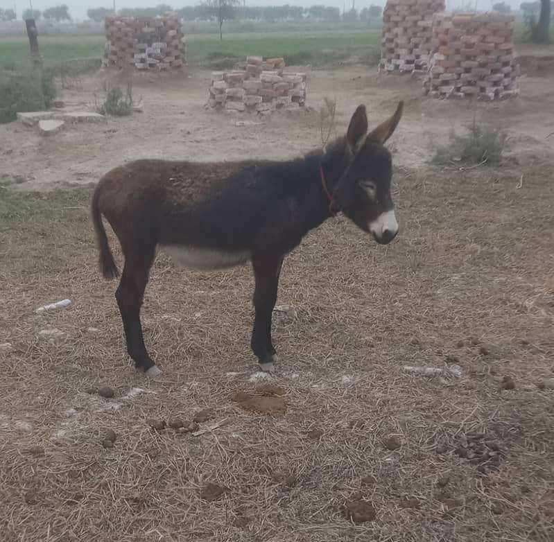 Donkey for sale 1