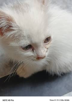 white Persian triple coated full taimed