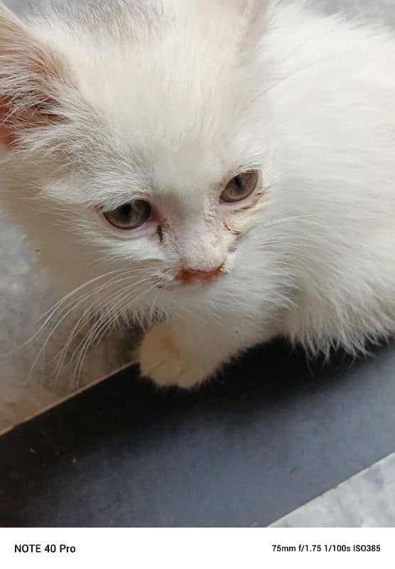 white Persian triple coated full taimed 1