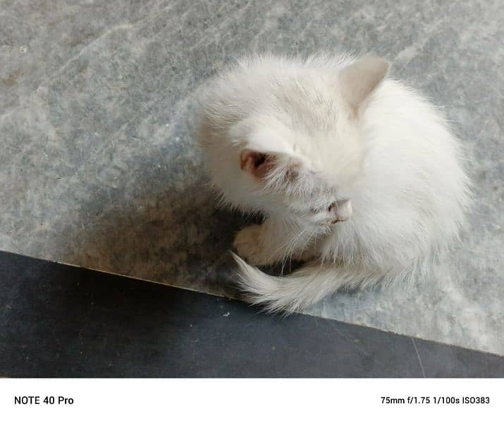 white Persian triple coated full taimed 3