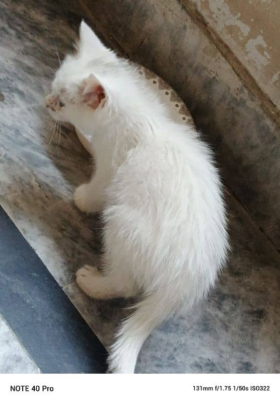 white Persian triple coated full taimed 4