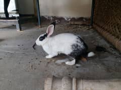 10 Rabbits for sale