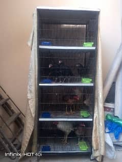 4 portion cage for hens