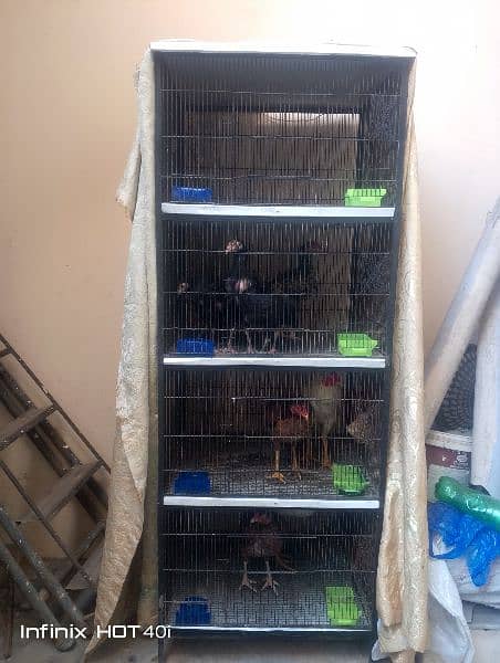 4 portion cage for hens 2