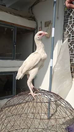 Heera Breed Available