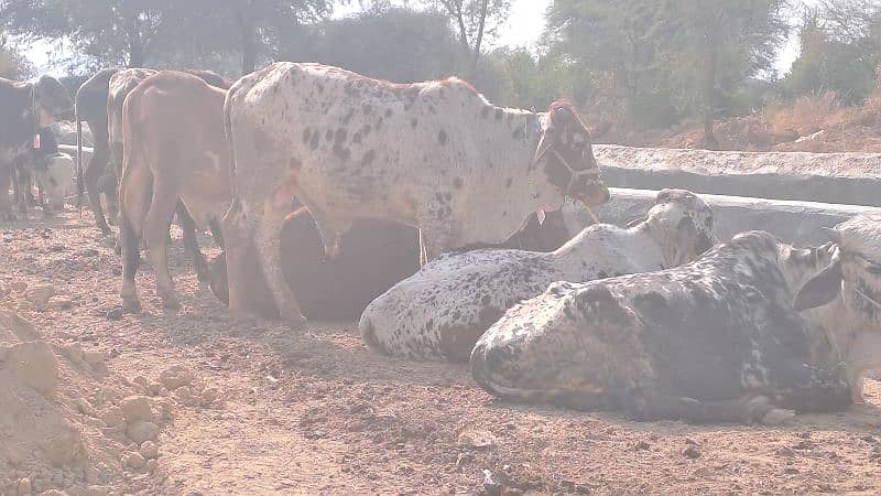 qurbani kay janwar rs925/kg 1