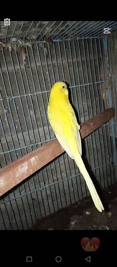 Masha Allah lutino budgie breeder pair available for sale