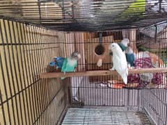 Lovebirds URGENT for Sale