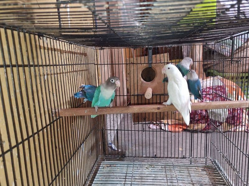 Lovebirds URGENT for Sale 0