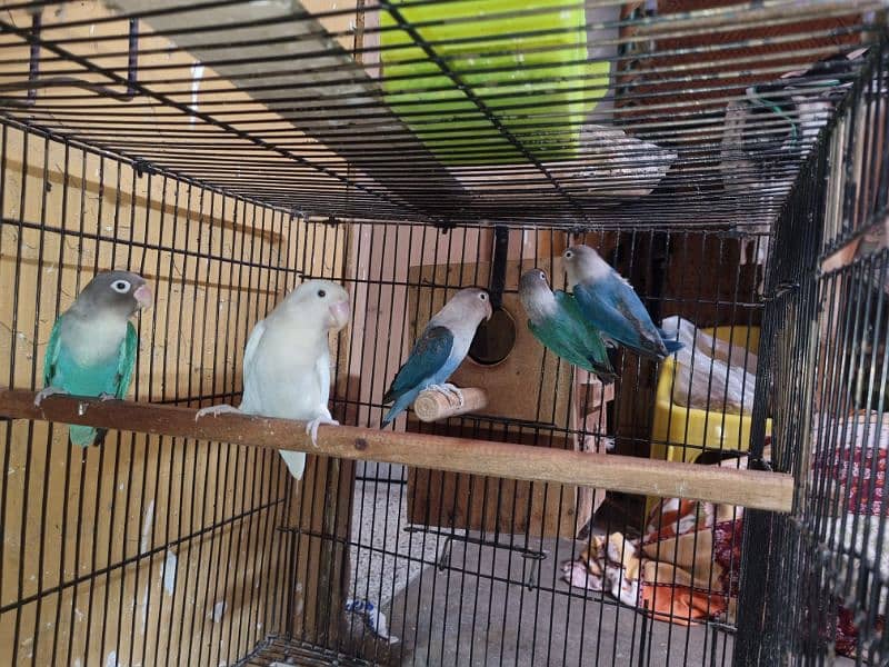 Lovebirds URGENT for Sale 1