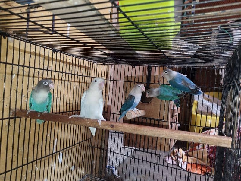 Lovebirds URGENT for Sale 2