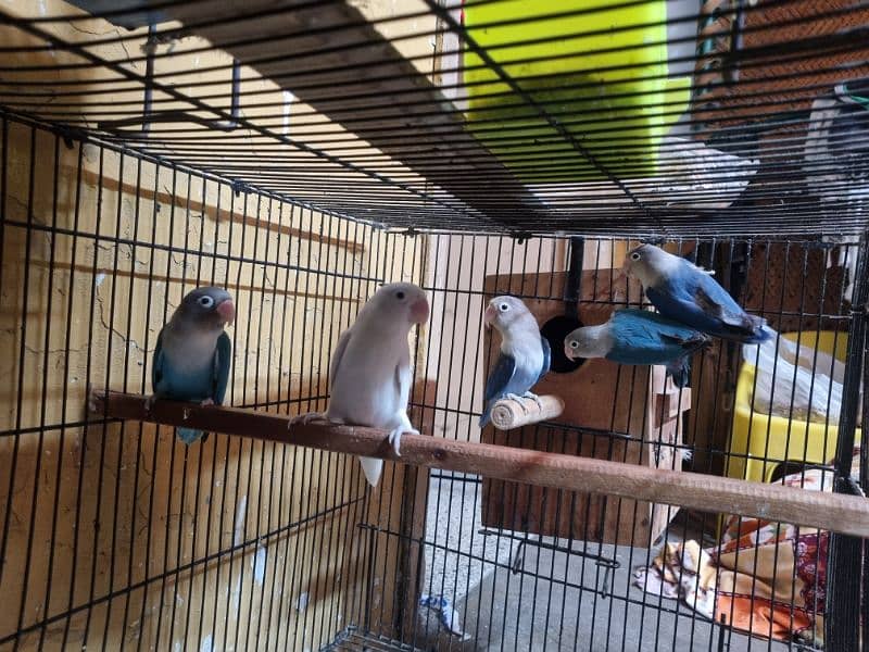 Lovebirds URGENT for Sale 3