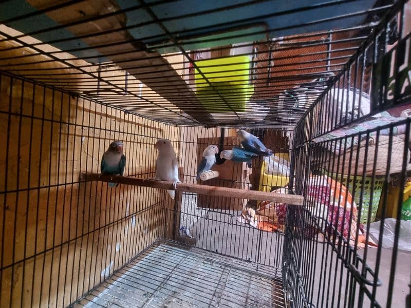 Lovebirds URGENT for Sale 4