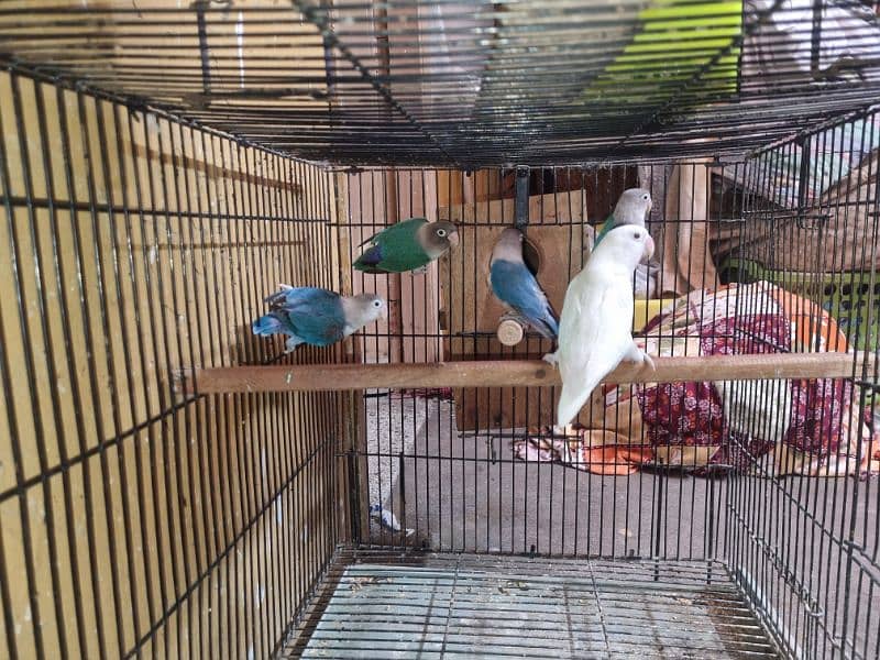 Lovebirds URGENT for Sale 5