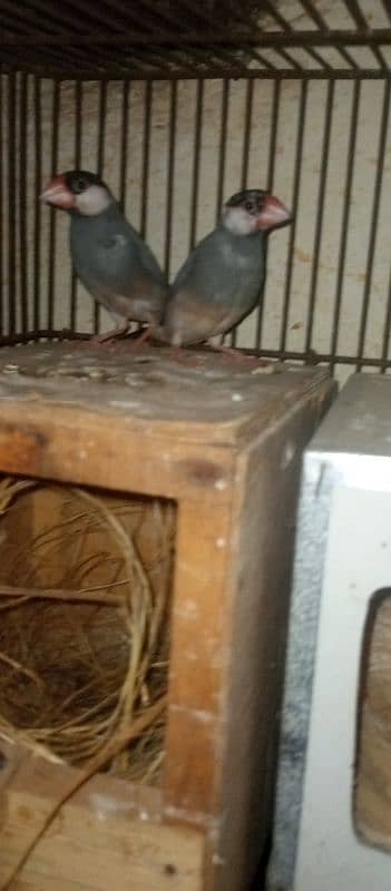 Love birds pair for sale 12