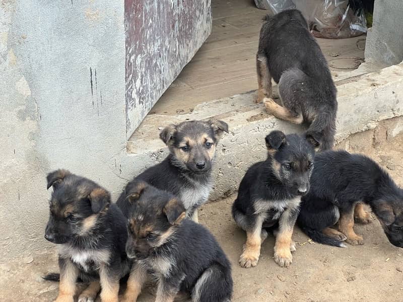 German shepherd puppies for sale 0