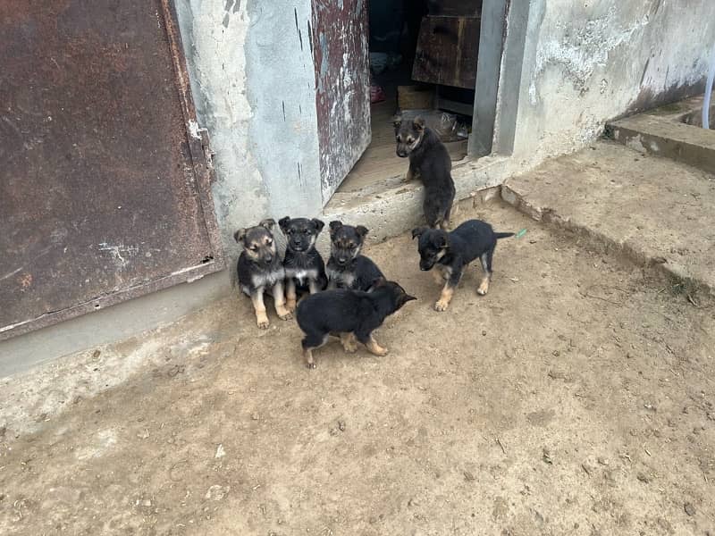 German shepherd puppies for sale 1