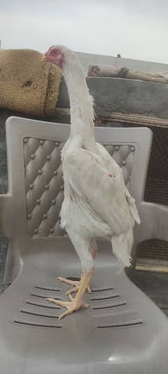 White O Shamo patha for sale