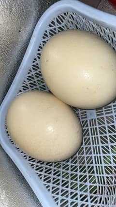 Ostrich eggs fresh