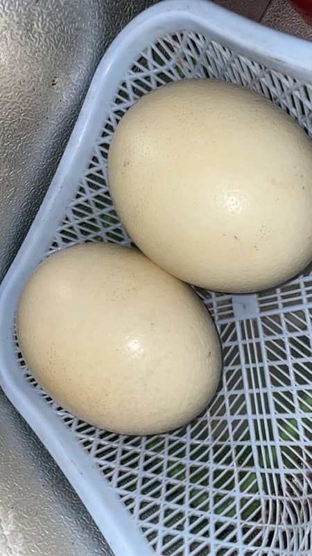 Ostrich eggs fresh 0