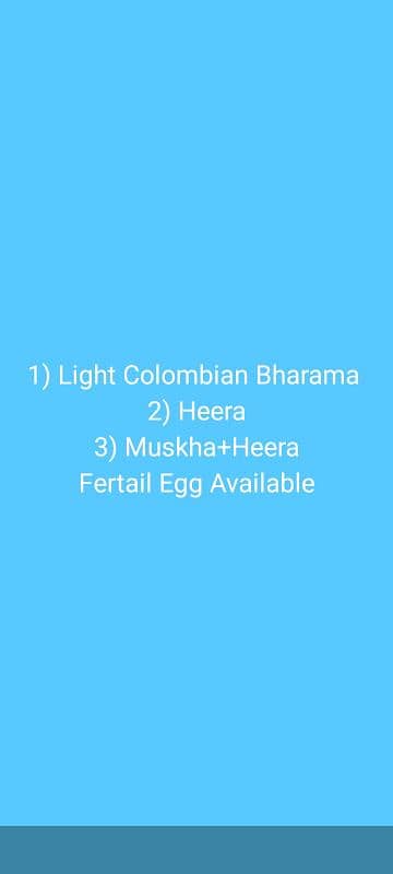 Heera Hen Egg 0