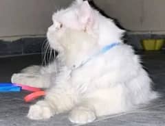 sale Persian cat