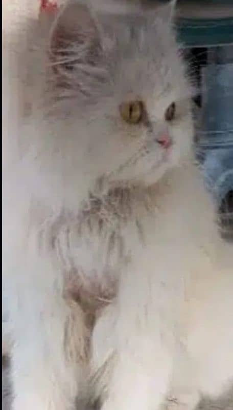 sale Persian cat 1