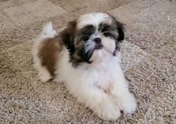 Shih Tzu puppy