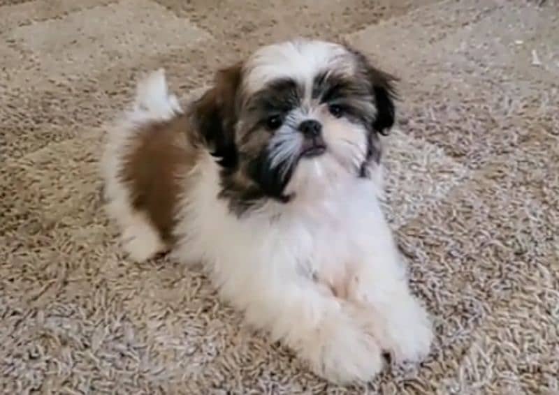 Shih Tzu puppy 0