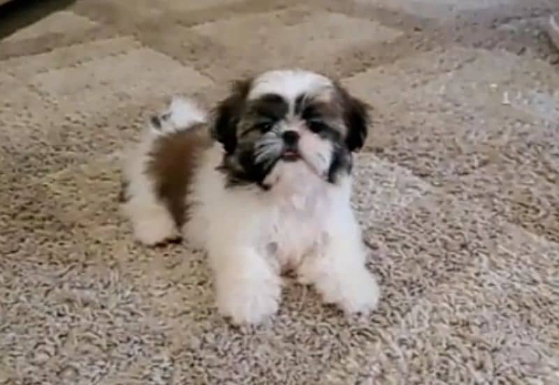 Shih Tzu puppy 1