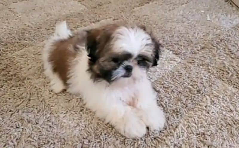 Shih Tzu puppy 2